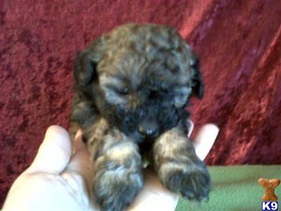 Puppies in AL