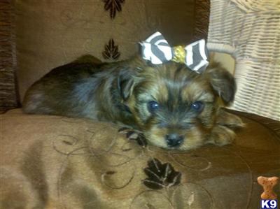 Puppies in AL