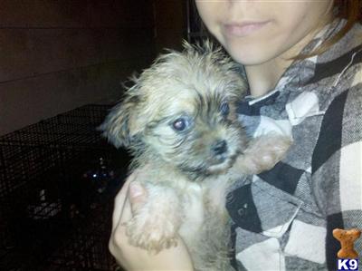 Puppies in AL