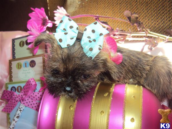 Yorkshire Terrier Puppies for Sale