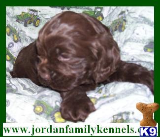 American Cocker Spaniel Puppies for Sale