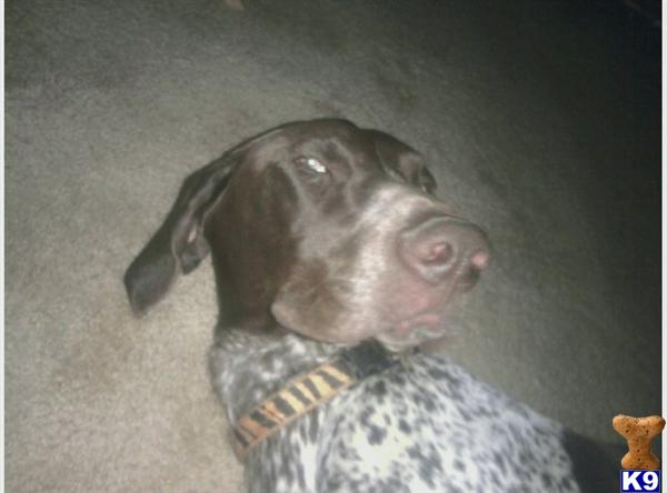 Stud Dogs - German Shorthaired Pointer