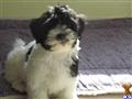 Havanese