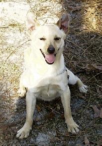 Dogs for Sale in SC