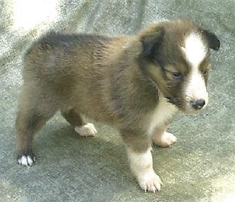 Puppies in SC