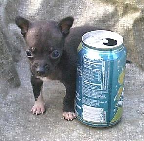 Puppies in SC
