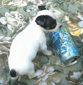 Puppies in SC