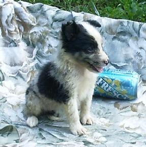 Puppies in SC