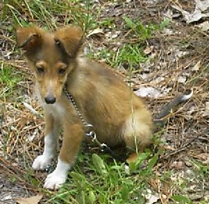 Shetland Sheepdog Puppies for Sale