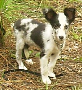 Shetland Sheepdog Puppies for Sale
