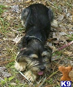 Dogs for Sale in SC