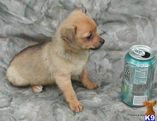 Puppies in SC