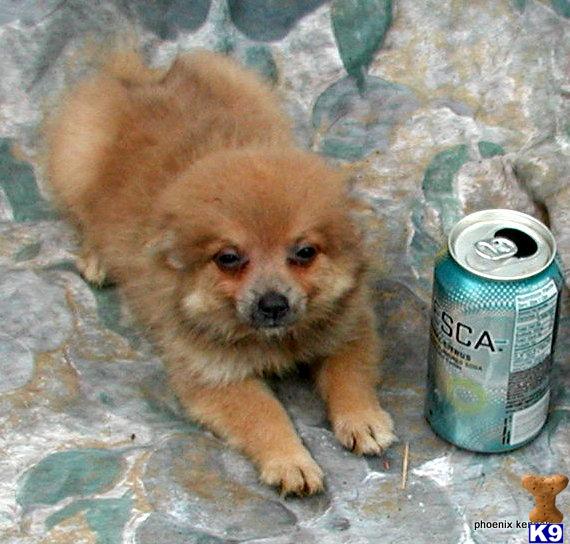 Pomeranian