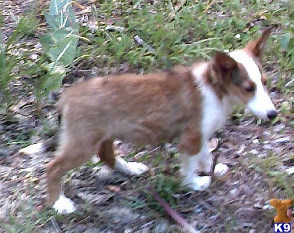 Shetland Sheepdog Puppies
