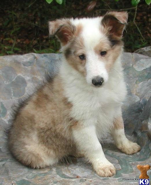 Puppies in SC