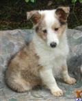 Shetland Sheepdog