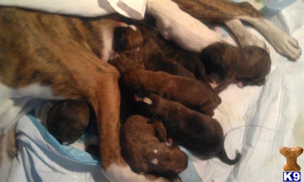 Puppies in MA
