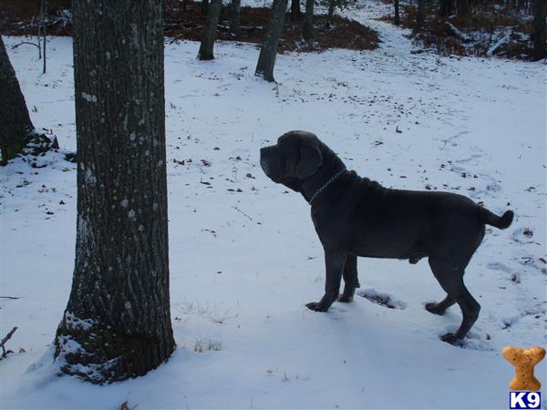 Stud Dogs - Neapolitan Mastiff