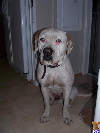 Stud Dogs - American Bulldog