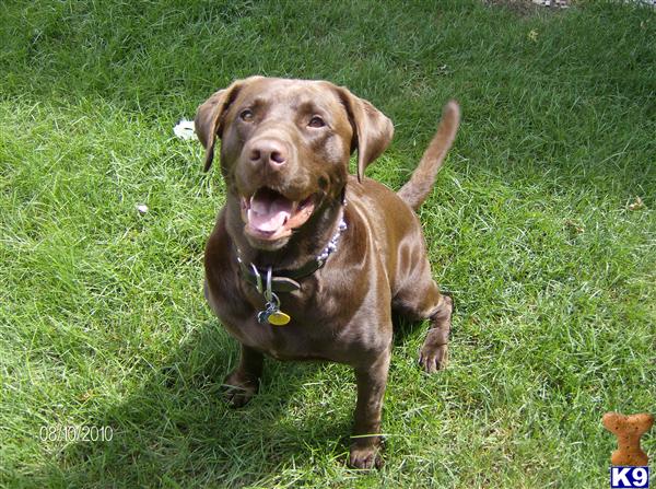 Stud Dogs in MN
