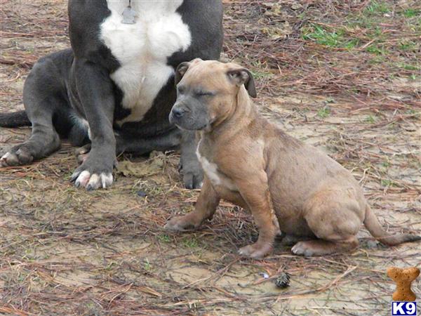 Puppies in Shreveport