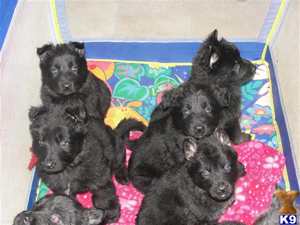 German Shepherd Puppies in WI