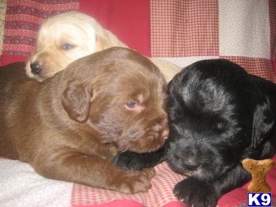 Labradoodle Puppies for Sale