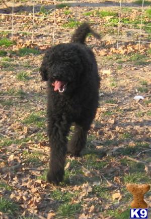 Dogs for Sale in IN
