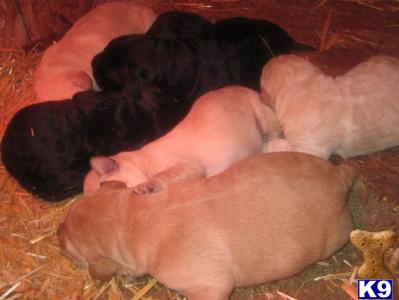 Labradoodle Puppies for Sale