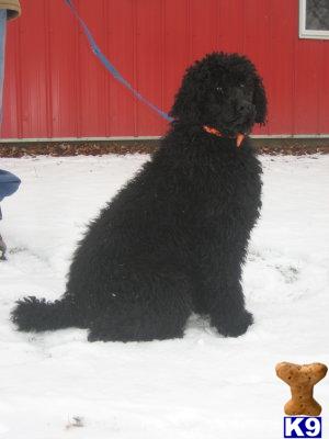 Dogs for Sale in IN