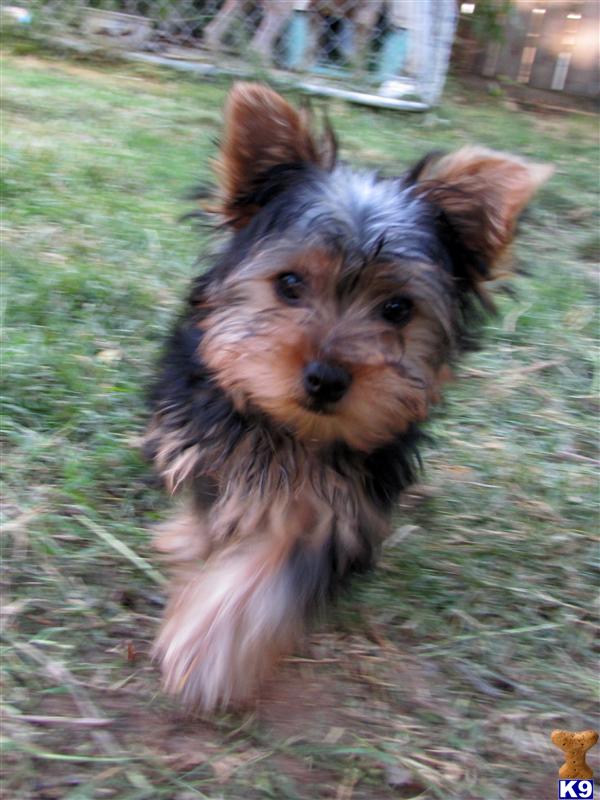 Puppies in Modesto