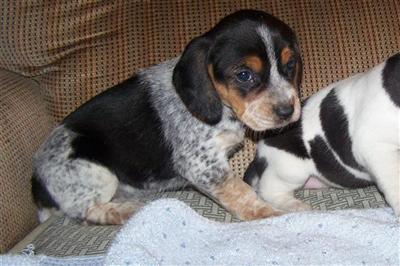 Puppies in MA