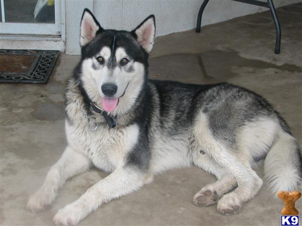 Stud Dogs - Alaskan Malamute