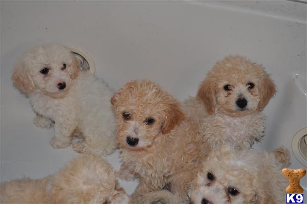 Poodle Puppies in TX