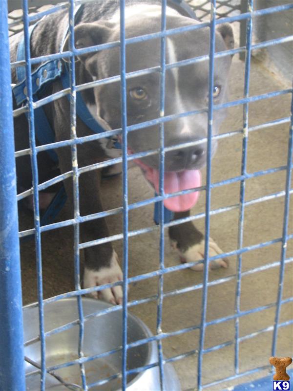 Dogs for Sale in TX