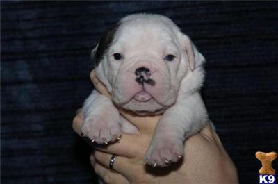 Puppies in IA