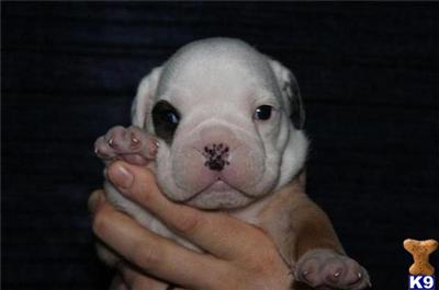 Puppies in IA