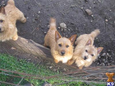 Norwich Terrier Puppies