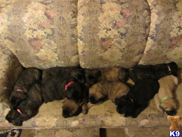 Mastiff Puppies