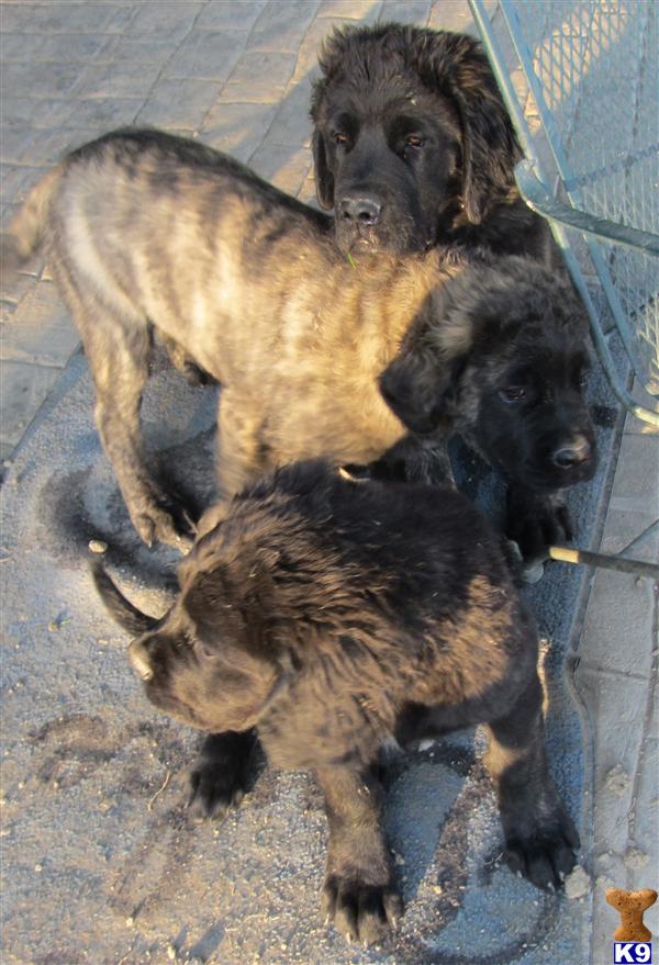 mastiff puppies ohio mastiff puppies for sale in ohio image search results mastiff puppies ohio mastiff puppies for sale in ohio image search results