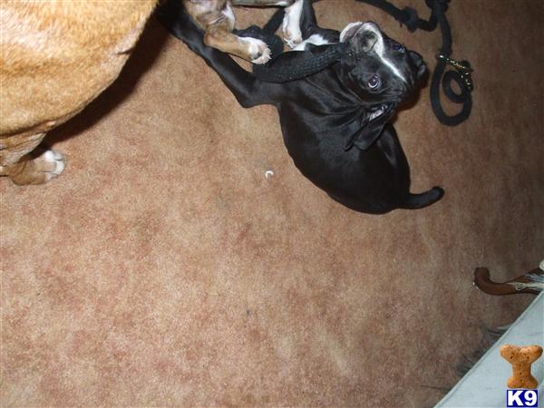 Puppies in NE