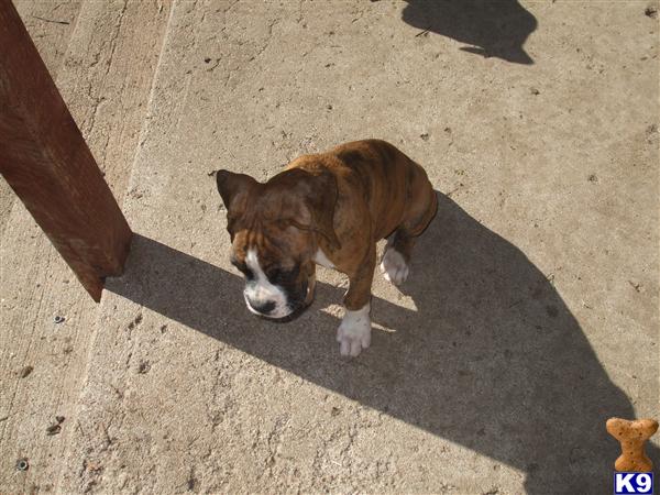 Puppies in NE