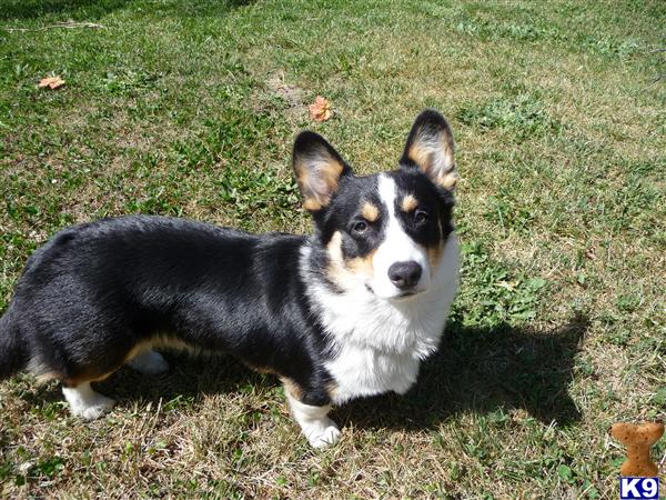 Stud Dogs - Pembroke Welsh Corgi