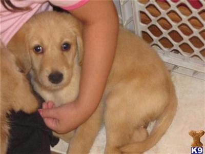 Labradoodle Puppies for Sale