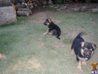 German Shepherd Puppies in TX