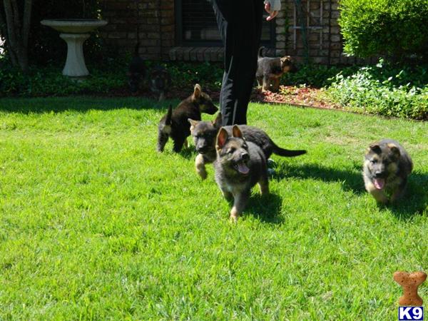 Puppies in Fort worth