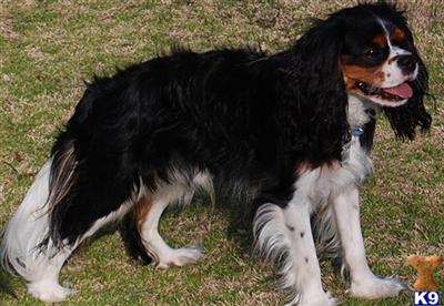 Stud Dogs - Cavalier King Charles Spaniel