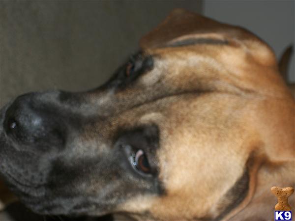 Dogs - Mastiff