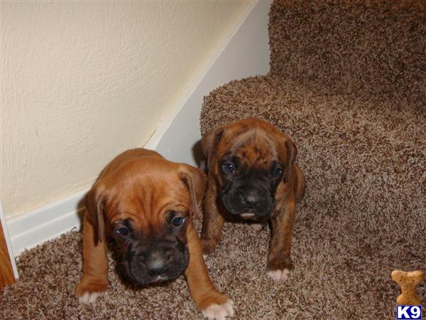 Puppies in SD
