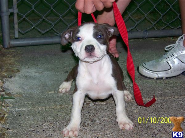 American Pit Bull Puppies in TX